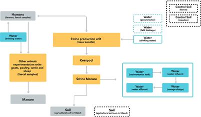 Assessment of the Transmission Dynamics of Clostridioides difficile in a Farm Environment Reveals the Presence of a New Toxigenic Strain Connected to Swine Production